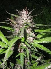 Purple Widow - Exté - Fin de Flo - 2012