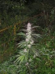 Purple Widow - Exté - Fin de Flo - 2012