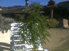 Plante exté variété inconnu