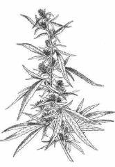 Dessin de Cannabis