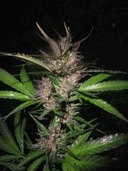 Purple Widow - Exté - Fin de Flo - 2012
