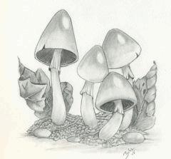 Dessin de champignon