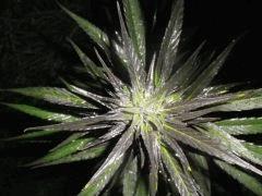 Purple Widow - Exté - Fin de Flo - 2012