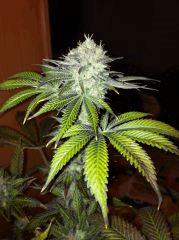 Sour Diesel