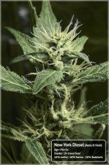 New-York Diesel #4 - Cro+73 - Flo+34