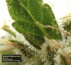 New-York Diesel - Flo+65 (Trichome Macro)