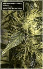 New-York Diesel #3 - Cro+73 - Flo+34