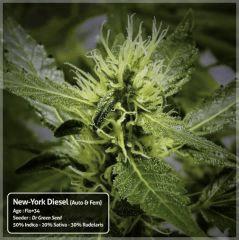 New-York Diesel #1 - Cro+73 - Flo+34