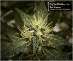 New-York Diesel #2 - Cro+73 - Flo+34