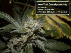 New-York Diesel - Flo+65