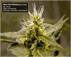New-York Diesel #1 - Cro+78 - Flo+39