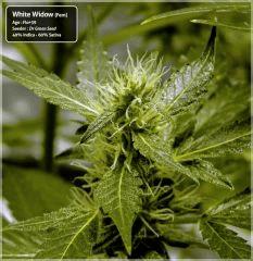 White Widow #1 - Cro+78 - Flo+39