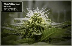 White Widow #1 - Cro+78 - Flo+39