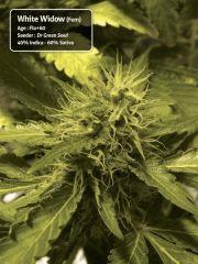 White Widow Flo+60