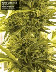 White Widow