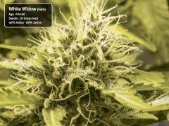 White Widow Flo+60