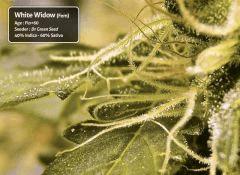 White Widow Flo+60 (Trichomes macro)