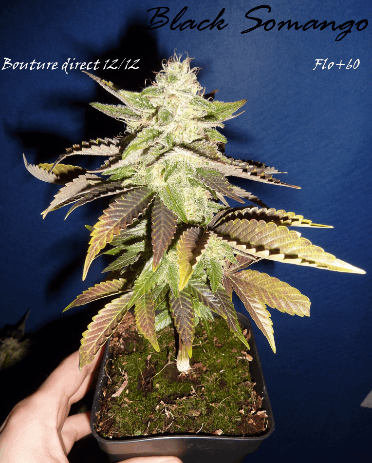 gallery_750787_2505_1030919.png