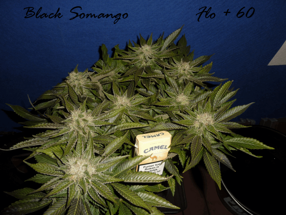 gallery_750787_2505_1317168.png