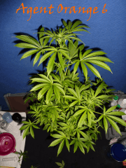Jdc Beta Test 113