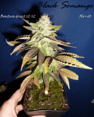 Jdc Beta Test 178