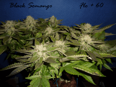 Jdc Beta Test 180