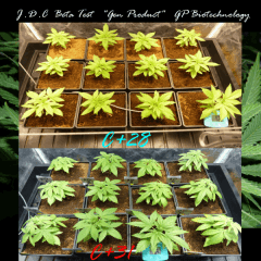 Jdc Beta Test 34