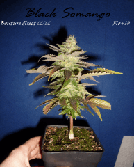 Jdc Beta Test 177