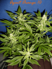 Jdc Beta Test 140