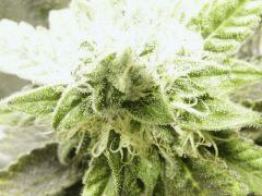 DSCF0063