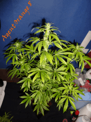 Jdc Beta Test 109