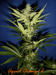 Jdc Beta Test 154