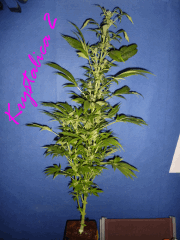 Jdc Beta Test 163
