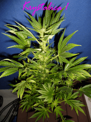 Jdc Beta Test 145