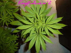 Jdc Beta Test 82