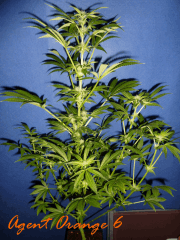 Jdc Beta Test 159