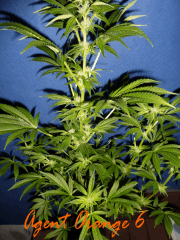 Jdc Beta Test 160