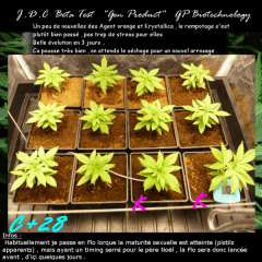 Jdc Beta Test 28