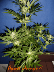 Jdc Beta Test 153