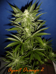 Jdc Beta Test 155