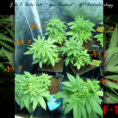 Jdc Beta Test 52