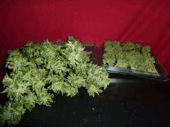 P1090991