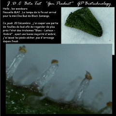 Jdc Beta Test 185
