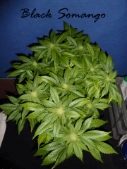Jdc Beta Test 110