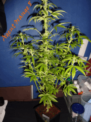 Jdc Beta Test 107
