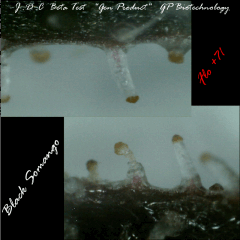 Jdc Beta Test 192