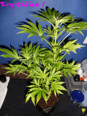 Jdc Beta Test 106