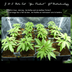 Jdc Beta Test 36