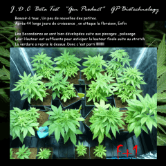 Jdc Beta Test 51
