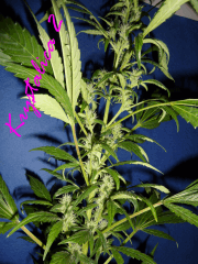 Jdc Beta Test 165